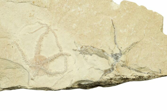 Jurassic Brittle Star Fossil - Solnhofen #242249